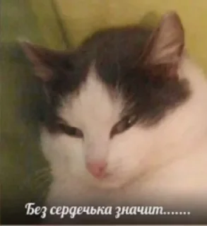 Telegram sticker 🤨 милые пикчи