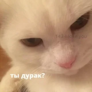 Video sticker 😡 милые пикчи