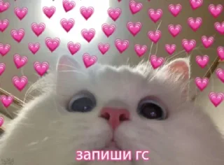 Video sticker 🧐 милые пикчи