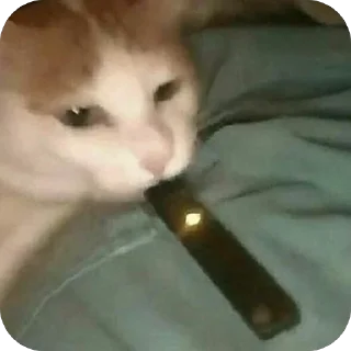 Video sticker 🫥 degenpack by @e2guana