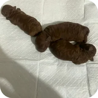 Telegram sticker 🐱 Грызть какашки @SozdaiStickeriBot