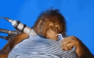 Video sticker 🌟 Benz's personal Orangutan Coll :: @fStikBot