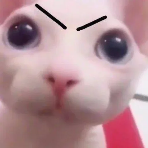 Telegram sticker 😾 Ronaldo🦥 :: @fStikBot