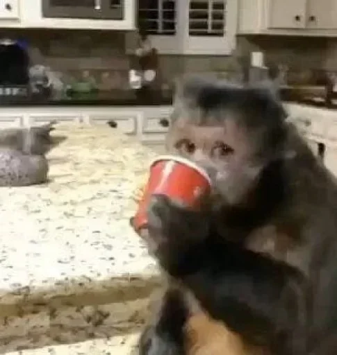 Telegram sticker 🥤 Ronaldo🦥 :: @fStikBot