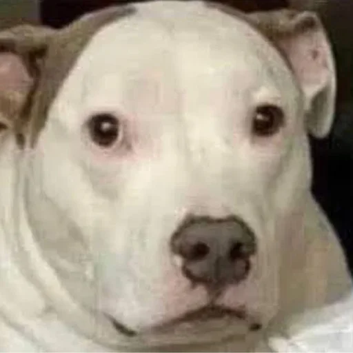 Sticker 🫥 Ronaldo🦥 :: @fStikBot