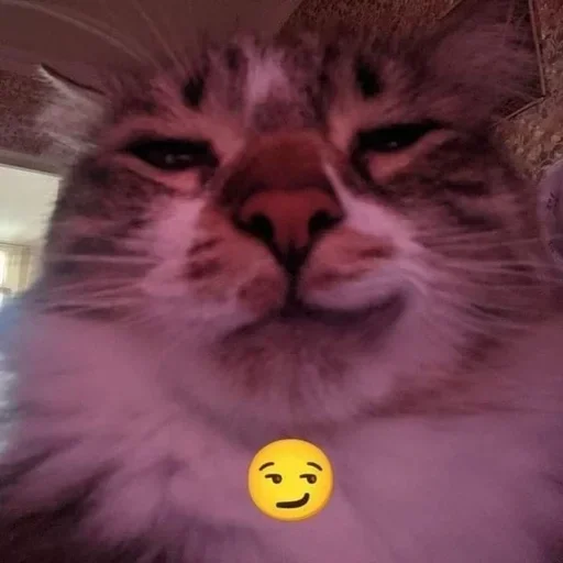 Telegram sticker 😺 Ronaldo🦥 :: @fStikBot