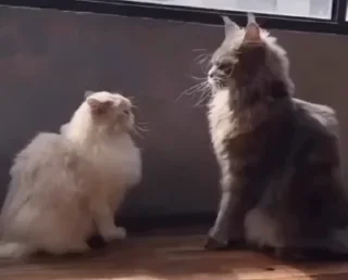 Video sticker 😾 ƈαƚʂ😼 @pi0huuu