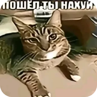 Video sticker 🐱 Что за хуйню высрал :: @fStikBot