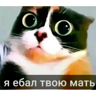 Video sticker 😐 Больше стиков тут: @mkioz