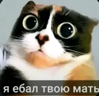 Telegram sticker 🌟 Мемы легенда