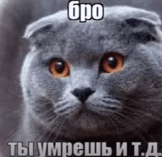 Video sticker 🌟 Мемы легенда