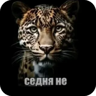 Video sticker 🫥 Мемы легенда