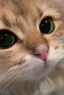 Video sticker 🌟 GattiniBellissimi :: @fStikBot