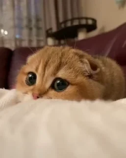 Video sticker 🌟 GattiniBellissimi :: @fStikBot