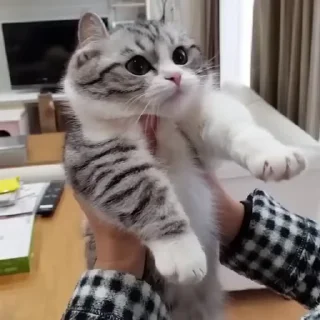 Video sticker 🌟 GattiniBellissimi :: @fStikBot