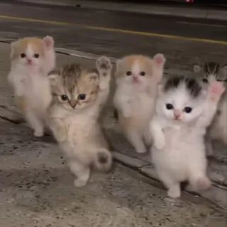 Video sticker 💃 LETS DANCE, KITTY~ :: @fStikBot
