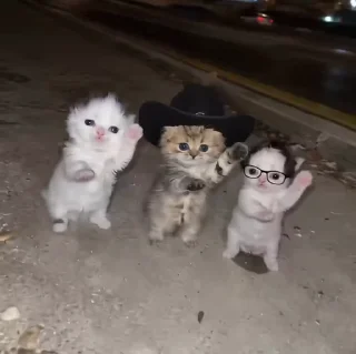 Video sticker 💃 LETS DANCE, KITTY~ :: @fStikBot