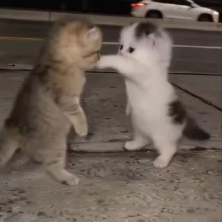 Video sticker 💃 LETS DANCE, KITTY~ :: @fStikBot