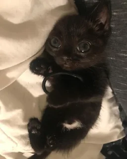 Video sticker 🙁 jinx