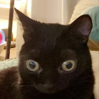 Telegram sticker 😐 jinx