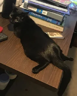 Telegram sticker 🍑 jinx