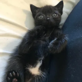 Video sticker 🤨 jinx