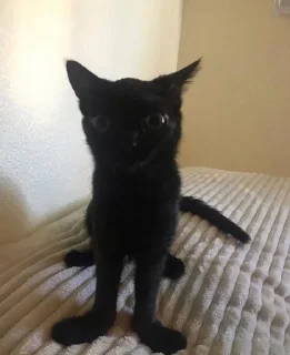 Telegram sticker 🙁 jinx