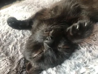 Telegram sticker 💤 jinx