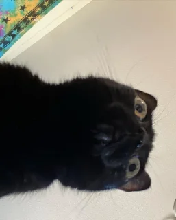 Telegram sticker 🙄 jinx