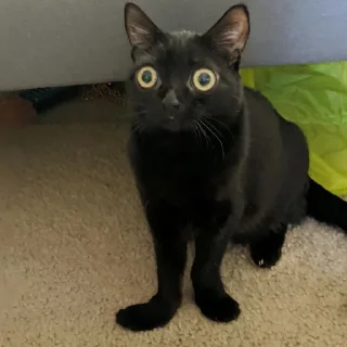 Telegram sticker 😶 jinx