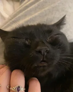 Video sticker 😴 jinx