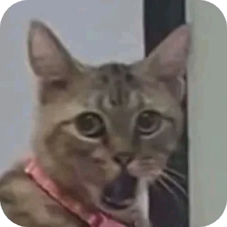 Telegram sticker 🐱 Больше стикеров тут: @stikery_emodzi_memy