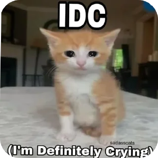 Telegram sticker 🐱 random  @AutisticNiggerSings