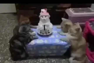 Video sticker ☺️ котяти юти :: @fStikBot