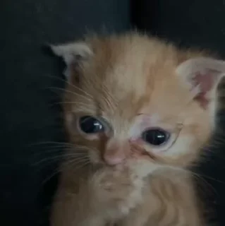 Video sticker ☺️ котяти юти :: @fStikBot