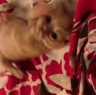 Video sticker ☺️ котяти юти :: @fStikBot