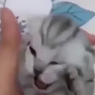 Video sticker 😱 Больше стиков тут: @stikery4