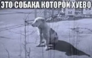 Sticker 🤩 это собака которой хуево @TgEmodziBot