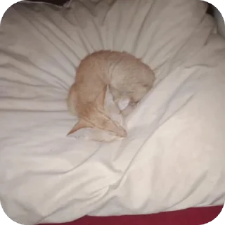 Video sticker 🫥 Socheeta