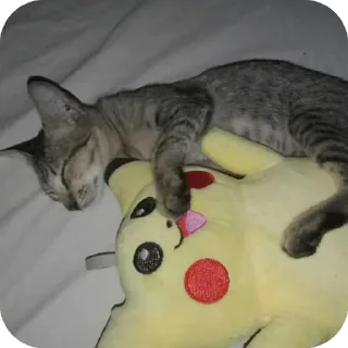 Video sticker 🫥 Socheeta