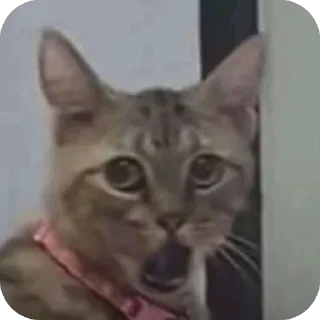 Sticker 🫥 Socheeta