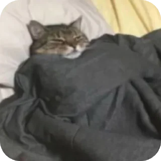 Telegram sticker 🐱 Сталкер