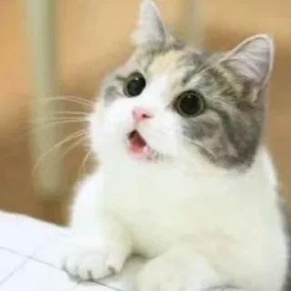 Video sticker 🤩 Eva8 :: @fStikBot