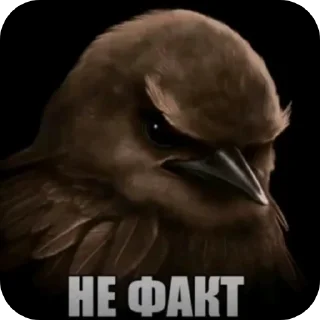 Telegram sticker 🖼 Гнездо Тиктока. by : @CamillusG