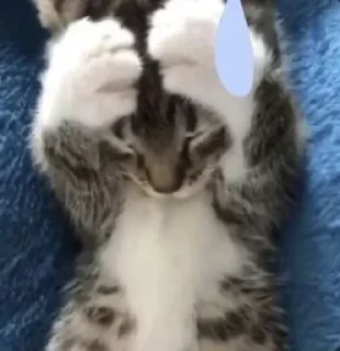 Telegram sticker 😥 Больше стикеров 👉🏻 @stickertg4