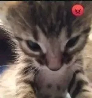 Sticker 😡 Больше стикеров 👉🏻 @stickertg4