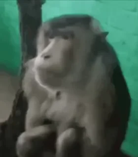 Video sticker 🤨 nrvosmonkeys