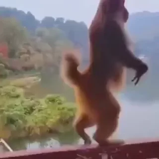 Video sticker 🚶‍➡️ nrvosmonkeys