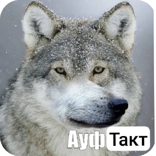 Telegram sticker 🐺 Bari Choir