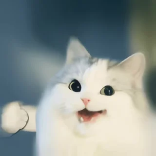 Video sticker 👻 싱글벙글 댕냥콘 @DCConSticker